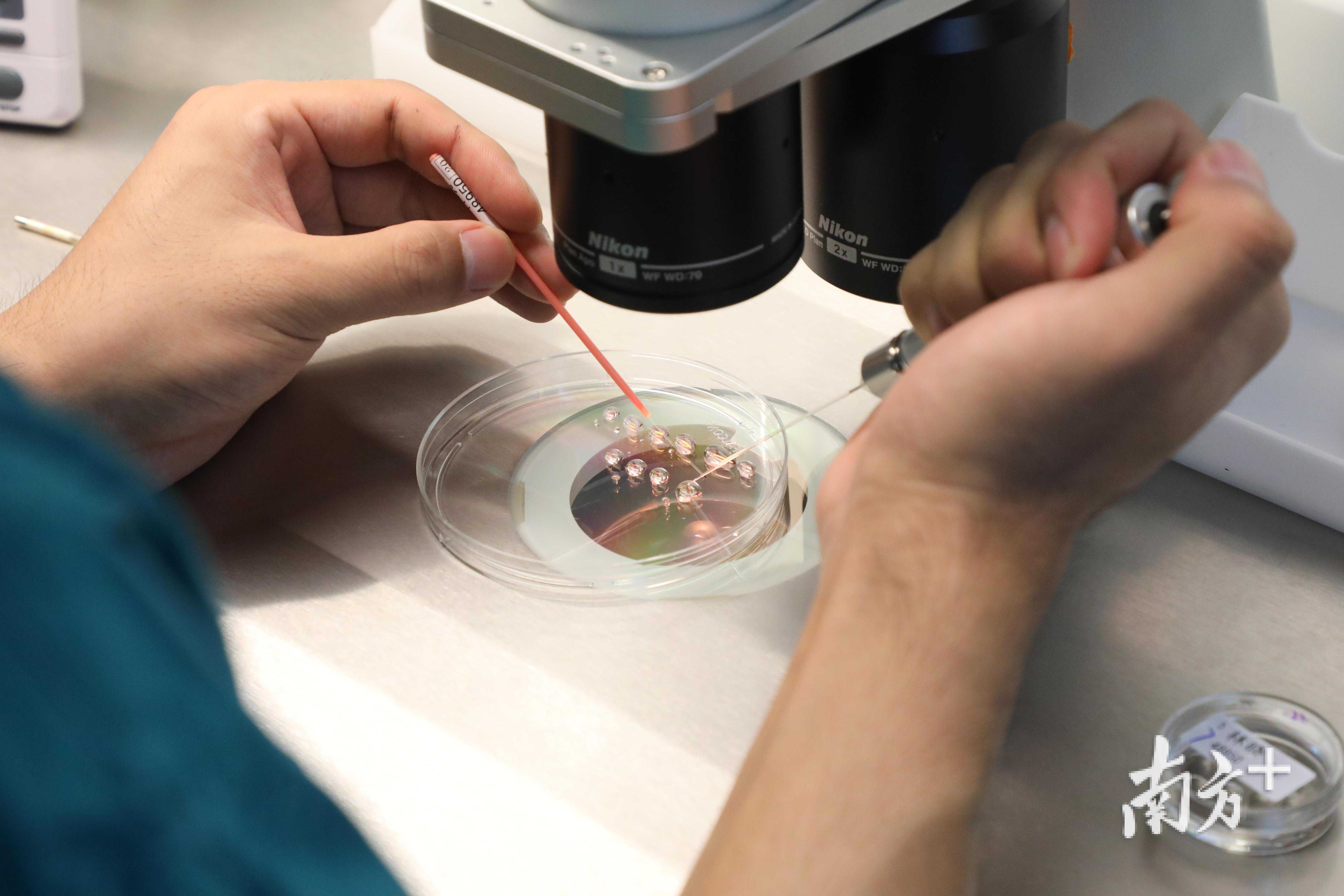 “宝贝，妈妈历经艰辛只为遇见你！”揭秘试管婴儿培育全过程