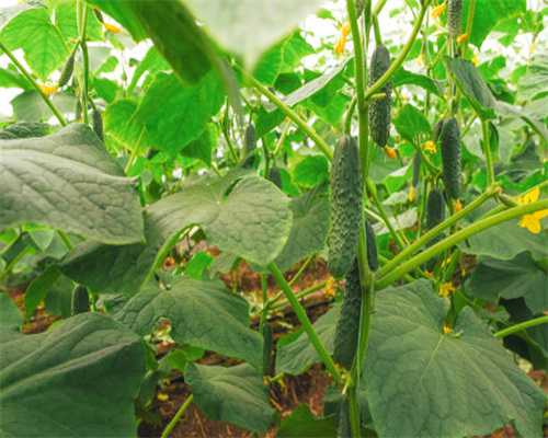 怀孕35天小腹痛怎么回事